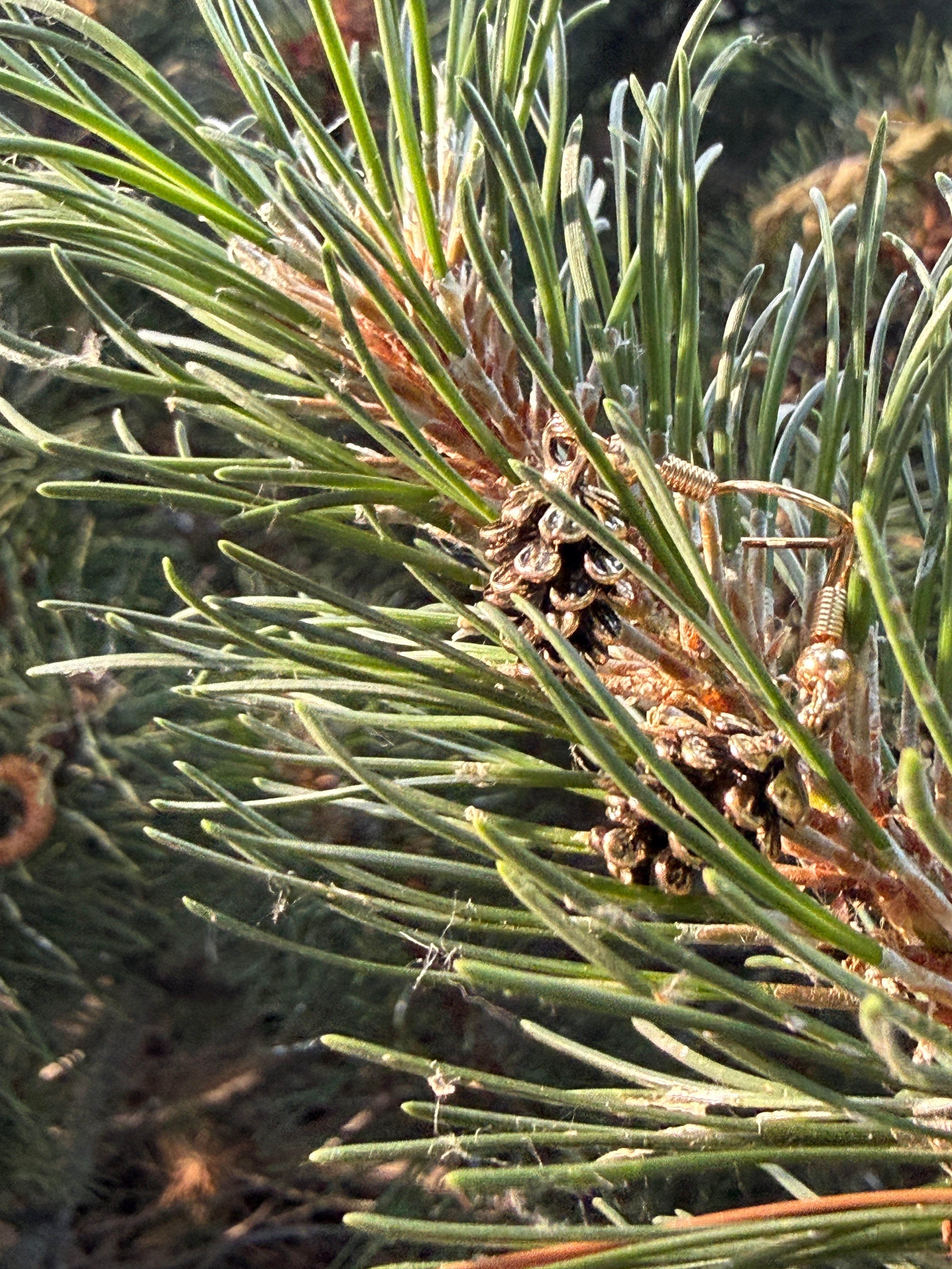 Pine Cone earrings